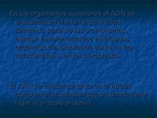 En los organismos superiores el ADN se
encuentra en el interior del núcleo
formando parte de los cromosomas,
aunque también aparece en algunos
orgánulos del citoplasma como en las
mitocondrias o en los cloroplastos.

El ARN se encuentra tanto en el núcleo
como en el citoplasma que es donde tiene
lugar la síntesis proteica.

 