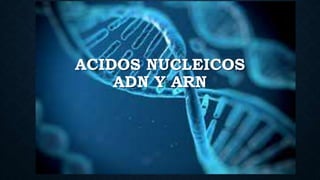 ACIDOS NUCLEICOS
ADN Y ARN
 