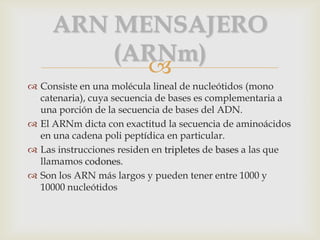 ARN MENSAJERO
         (ARNm)
           
 Consiste en una molécula lineal de nucleótidos (mono
  catenaria), cuya secuencia de bases es complementaria a
  una porción de la secuencia de bases del ADN.
 El ARNm dicta con exactitud la secuencia de aminoácidos
  en una cadena poli peptídica en particular.
 Las instrucciones residen en tripletes de bases a las que
  llamamos codones.
 Son los ARN más largos y pueden tener entre 1000 y
  10000 nucleótidos
 