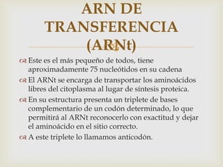 ARN DE
       TRANSFERENCIA
           (ARNt)
             
 Este es el más pequeño de todos, tiene
  aproximadamente 75 nucleótidos en su cadena
 El ARNt se encarga de transportar los aminoácidos
  libres del citoplasma al lugar de síntesis proteica.
 En su estructura presenta un triplete de bases
  complementario de un codón determinado, lo que
  permitirá al ARNt reconocerlo con exactitud y dejar
  el aminoácido en el sitio correcto.
 A este triplete lo llamamos anticodón.
 