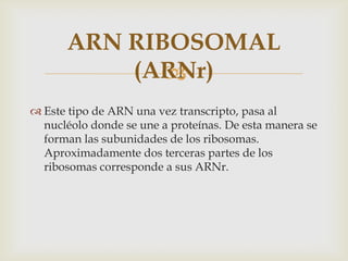 ARN RIBOSOMAL
          (ARNr)
            
 Este tipo de ARN una vez transcripto, pasa al
  nucléolo donde se une a proteínas. De esta manera se
  forman las subunidades de los ribosomas.
  Aproximadamente dos terceras partes de los
  ribosomas corresponde a sus ARNr.
 