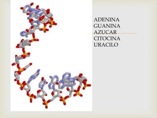 ADENINA
    GUANINA
   AZUCAR
    CITOCINA
    URACILO
 