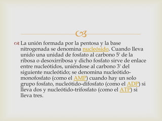 
 La unión formada por la pentosa y la base
  nitrogenada se denomina nucleósido. Cuando lleva
  unido una unidad de fosfato al carbono 5' de la
  ribosa o desoxirribosa y dicho fosfato sirve de enlace
  entre nucleótidos, uniéndose al carbono 3' del
  siguiente nucleótido; se denomina nucleótido-
  monofosfato (como el AMP) cuando hay un solo
  grupo fosfato, nucleótido-difosfato (como el ADP) si
  lleva dos y nucleótido-trifosfato (como el ATP) si
  lleva tres.
 
