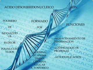 ACIDO DESOXIRRIDONUCLEICO             ADN



POLIMERO      FORMADO   
                                    FUNCIONES
   DE             POR

NUCLEOTID
   OS
                             -ALMACENAMIENTO DE
 ES DECIR                    INFORMACION

POLINUCLEO                   -CODIFICACION DE
  TI-DOS                     PROTEINAS
                ADENINA
                GUANINA
                             -AUTODUPLICACION
                  TIMINA
                CITOSINA
                 AZUCAR
              A. FOSFORICO
 