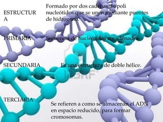 Formado por dos cadenas de poli
ESTRUCTUR    nucleótidos que se unen mediante puentes
A            de hidrogeno.


PRIMARIA                
             Secuencia de nucleótidos encadenados



SECUNDARIA        Es una estructura de doble hélice.




TERCIARIA
               Se refieren a como se almacenan el ADN
               en espacio reducido, para formar
               cromosomas.
 