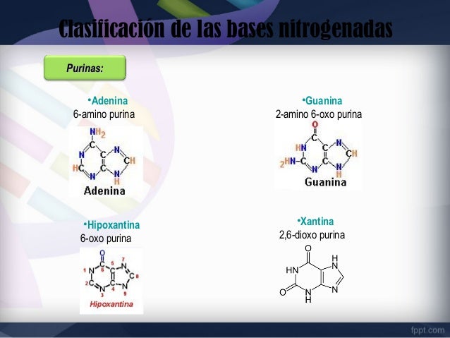 Acidos nucleicos