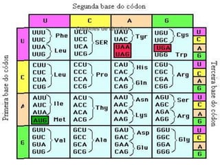 ACIDOS NUCLEICOS ADN Y ARN GENETICA Y BIOQUIMICA | PPT