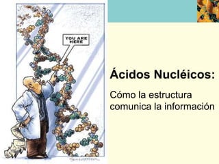 Ácidos Nucléicos:
Cómo la estructura
comunica la información
 