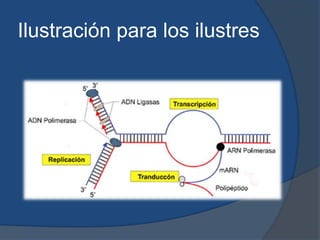 Ilustración para los ilustres