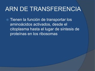 ARN DE TRANSFERENCIATienen la función de transportar los aminoácidos activados, desde el citoplasma hasta el lugar de síntesis de proteínas en los ribosomas