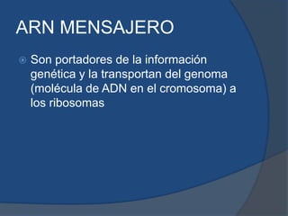 ARN MENSAJEROSon portadores de la información genética y la transportan del genoma (molécula de ADN en el cromosoma) a los ribosomas 