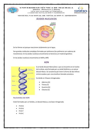 ÁCIDOS NUCLEICOS
Se los llaman así porque reaccionan ácidamente con el agua.
Son grandes moléculas complejas formadas por polímeros (los polímeros son cadenas de
monómeros). En los ácidos nucleicos encontramos la herencia y el material genético.
En los ácidos nucleicos encontramos el ADN y ARN.
ADN
Es el ácido desoxirribonucleico que se encuentra en el núcleo
de la célula, está formada por un ácido fosfórico y un azúcar
desoxirribosa. Se caracteriza por tener la forma de dos hélices
entrecruzadas y por una envoltura llamada careoteca.
Se divide en 4 bases nitrogenadas:
 Adenina (A)
 Timina (T)
 Guanina (G)
 Citosina (C)
Nucleótidos del ADN
Están formados por un fosfato, un desoxirribosa y una base nitrogenada.
 P+D+G
 P+D+A
 P+D+T
 P+D+C
 