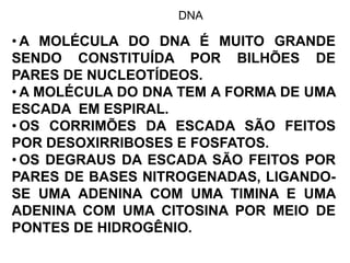 DNA
• A MOLÉCULA DO DNA É MUITO GRANDE
SENDO CONSTITUÍDA POR BILHÕES DE
PARES DE NUCLEOTÍDEOS.
• A MOLÉCULA DO DNA TEM A FORMA DE UMA
ESCADA EM ESPIRAL.
• OS CORRIMÕES DA ESCADA SÃO FEITOS
POR DESOXIRRIBOSES E FOSFATOS.
• OS DEGRAUS DA ESCADA SÃO FEITOS POR
PARES DE BASES NITROGENADAS, LIGANDO-
SE UMA ADENINA COM UMA TIMINA E UMA
ADENINA COM UMA CITOSINA POR MEIO DE
PONTES DE HIDROGÊNIO.
 