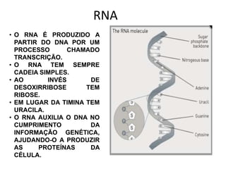 RNA
• O RNA É PRODUZIDO A
PARTIR DO DNA POR UM
PROCESSO CHAMADO
TRANSCRIÇÃO.
• O RNA TEM SEMPRE
CADEIA SIMPLES.
• AO INVÉS DE
DESOXIRRIBOSE TEM
RIBOSE.
• EM LUGAR DA TIMINA TEM
URACILA.
• O RNA AUXILIA O DNA NO
CUMPRIMENTO DA
INFORMAÇÃO GENÉTICA,
AJUDANDO-O A PRODUZIR
AS PROTEÍNAS DA
CÉLULA.
 