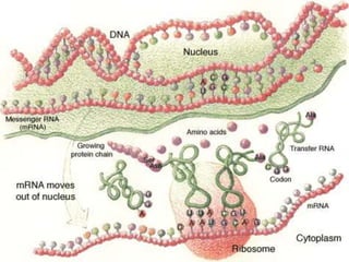 acidos nucleiicos.ppt