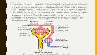 • El tratamiento de urato por parte del riñón es complejo. se filtra en los glomérulos y
se reabsorbe casi por completo en los túbulos proximales; distalmente se producen
tanto la absorción como la reabsorción. La Depuración de urato normal es cerca del
10% del volumen filtrado. En personas normales, la excreción de urato se incrementa
si aumenta el volumen filtrado. En Las nefropatías crónicas, la concentración
plasmática solo aumenta cuando el índice de filtración glomerular se reduce por
debajo de ml/min.
 