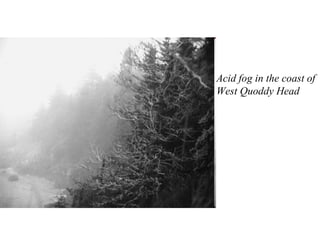 Acid fog in the coast of West Quoddy Head   