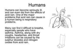Humans
Humans can become seriously ill,
and can even die from the effects of
acid rain. One of the major
problems that acid rain can cause in
a human being is respiratory
problems.
Many can find it difficult to breathe,
especially people who have
asthma. Asthma, along with dry
coughs, headaches, and throat
irritations can be caused by the
sulphur dioxides and nitrogen
oxides from acid rain.
 