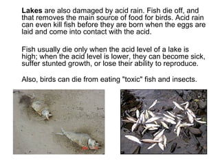 Lakes are also damaged by acid rain. Fish die off, and
that removes the main source of food for birds. Acid rain
can even kill fish before they are born when the eggs are
laid and come into contact with the acid.
Fish usually die only when the acid level of a lake is
high; when the acid level is lower, they can become sick,
suffer stunted growth, or lose their ability to reproduce.
Also, birds can die from eating "toxic" fish and insects.
 