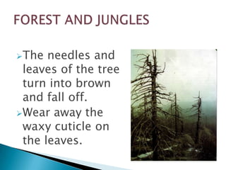 The

needles and
leaves of the tree
turn into brown
and fall off.
Wear away the
waxy cuticle on
the leaves.

 