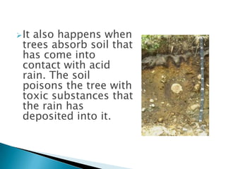  It

also happens when
trees absorb soil that
has come into
contact with acid
rain. The soil
poisons the tree with
toxic substances that
the rain has
deposited into it.

 