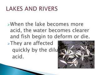 When

the lake becomes more
acid, the water becomes clearer
and fish begin to deform or die.
They are affected
quickly by the dilute
acid.

 