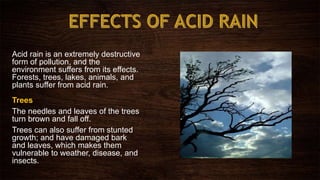 Acid rain is an extremely destructive
form of pollution, and the
environment suffers from its effects.
Forests, trees, lakes, animals, and
plants suffer from acid rain.
Trees
The needles and leaves of the trees
turn brown and fall off.
Trees can also suffer from stunted
growth; and have damaged bark
and leaves, which makes them
vulnerable to weather, disease, and
insects.
 