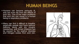  Humans can become seriously ill,
and can even die from the effects of
acid rain. One of the major problems
that acid rain can cause in a human
being is respiratory problems.
 Many can find it difficult to breathe,
especially people who have asthma.
Asthma, along with dry coughs,
headaches, and throat irritations can
be caused by the sulphur dioxides
and nitrogen oxides from acid rain.
 