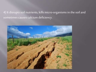 4) It disrupts soil nutrients,kills micro-organisms in thesoil and
sometimes causes calcium deficiency.
 