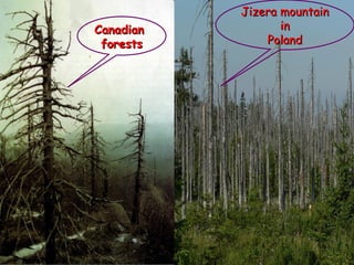CanadianCanadian
forestsforests
Jizera mountainJizera mountain
inin
PolandPoland
 