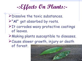 -:Effects On Plants:-
Dissolve the toxic substances.
“Al” get absorbed by roots.
It corrodes waxy protective coatings
of leaves.
Making plants susceptible to diseases.
Cause slower growth, injury or death
of forest.
 