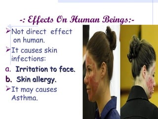 -: Effects On Human Beings:-
Not direct effect
on human.
It causes skin
infections:
a. Irritation to face.Irritation to face.
b.b. Skin allergy.Skin allergy.
It may causes
Asthma.
 