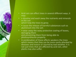 • Acid rain can effect trees in several different ways, it
may:
• • dissolve and wash away the nutrients and minerals
in the soil
which help the trees to grow.
• • cause the release of harmful substances such as
aluminium into the soil.
• • wear away the waxy protective coating of leaves,
damaging them
and preventing them from being able to
photosynthesise properly.
• A combination of these effects weakens the trees
which means that they can be more easily attacked by
diseases and insects or injured by bad weather. It is
not just trees that are affected by acid rain, other
plants may also suffer.
 