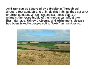 Acid rain can be absorbed by both plants (through soil
and/or direct contact) and animals (from things they eat and/
or direct contact). When humans eat these plants or
animals, the toxins inside of their meals can affect them.
Brain damage, kidney problems, and Alzheimer's disease
has been linked to people eating "toxic" animals/plants.
 