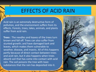 EFFECTS OF ACID RAIN
Acid rain is an extremely destructive form of
pollution, and the environment suffers from its
effects. Forests, trees, lakes, animals, and plants
suffer from acid rain.
Trees : The needles and leaves of the trees turn
brown and fall off. Trees can also suffer from
stunted growth; and have damaged bark and
leaves, which makes them vulnerable to
weather, disease, and insects. All of this happens
partly because of direct contact between trees
and acid rain, but it also happens when trees
absorb soil that has come into contact with acid
rain. The soil poisons the tree with toxic
substances that the rain has deposited into it.
 