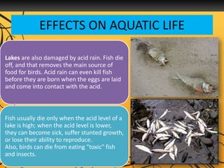 EFFECTS ON AQUATIC LIFE
Lakes are also damaged by acid rain. Fish die
off, and that removes the main source of
food for birds. Acid rain can even kill fish
before they are born when the eggs are laid
and come into contact with the acid.
Fish usually die only when the acid level of a
lake is high; when the acid level is lower,
they can become sick, suffer stunted growth,
or lose their ability to reproduce.
Also, birds can die from eating "toxic" fish
and insects.
 