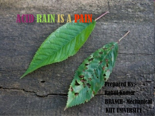 for rain solution acid rain pain a is Acid for rain solution acid rain pain a is Acid