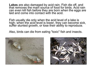 Lakes are also damaged by acid rain. Fish die off, and
that removes the main source of food for birds. Acid rain
can even kill fish before they are born when the eggs are
laid and come into contact with the acid.
Fish usually die only when the acid level of a lake is
high; when the acid level is lower, they can become sick,
suffer stunted growth, or lose their ability to reproduce.
Also, birds can die from eating "toxic" fish and insects.
 