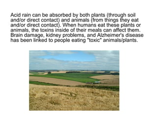 Acid rain can be absorbed by both plants (through soil
and/or direct contact) and animals (from things they eat
and/or direct contact). When humans eat these plants or
animals, the toxins inside of their meals can affect them.
Brain damage, kidney problems, and Alzheimer's disease
has been linked to people eating "toxic" animals/plants.
 