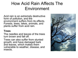 How Acid Rain Affects The
Environment
Acid rain is an extremely destructive
form of pollution, and the
environment suffers from its effects.
Forests, trees, lakes, animals, and
plants suffer from acid rain.
Trees
The needles and leaves of the trees
turn brown and fall off.
Trees can also suffer from stunted
growth; and have damaged bark
and leaves, which makes them
vulnerable to weather, disease, and
insects.
 