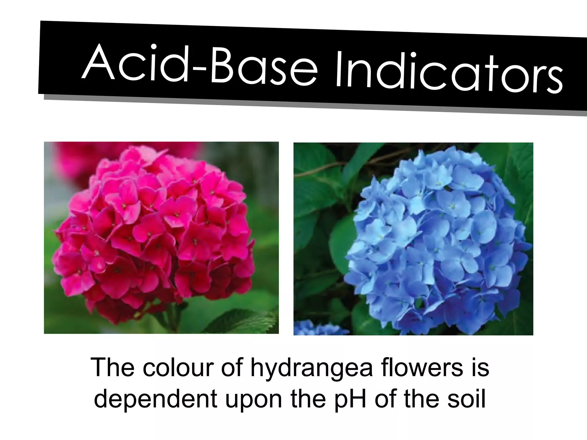 The colour of hydrangea flowers is dependent upon the pH of the soil Acid-Base Indicators 