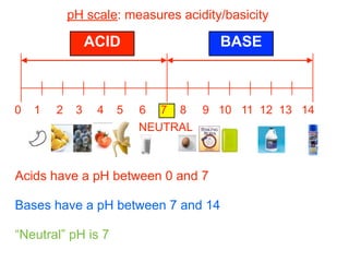 pH scale: measures acidity/basicity

                 ACID                 BASE



0   1   2    3    4   5   6 7 8 9 10 11 12 13 14
                          NEUTRAL



Acids have a pH between 0 and 7

Bases have a pH between 7 and 14

“Neutral” pH is 7
 