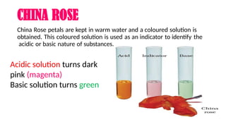 CHINA ROSE
China Rose petals are kept in warm water and a coloured solution is
obtained. This coloured solution is used as an indicator to identify the
acidic or basic nature of substances.
Acidic solution turns dark
pink (magenta)
Basic solution turns green
 