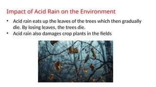 Impact of Acid Rain on the Environment
• Acid rain eats up the leaves of the trees which then gradually
die. By losing leaves, the trees die.
• Acid rain also damages crop plants in the fields
 