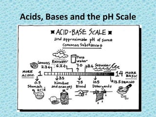 Acids, Bases and the pH Scale 
 