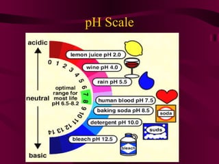pH Scale 