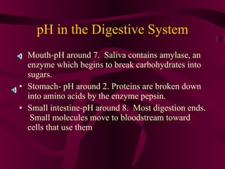 pH in the Digestive System Mouth-pH around 7.  Saliva contains amylase, an enzyme which begins to break carbohydrates into sugars.  Stomach- pH around 2. Proteins are broken down into amino acids by the enzyme pepsin. Small intestine-pH around 8.  Most digestion ends.  Small molecules move to bloodstream toward cells that use them 