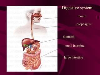 mouth esophagus stomach small intestine large intestine Digestive system 