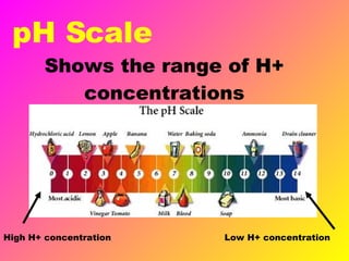 pH Scale Shows the range of H+ concentrations High H+ concentration Low H+ concentration 