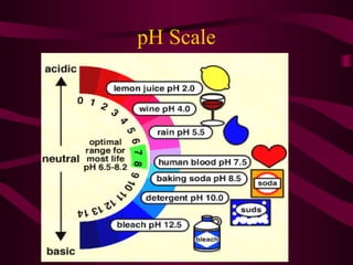 pH Scale
 